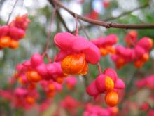 PIESZY Rajd Ekologiczny „Tropami Przyrody”