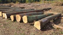 Regionalna Dyrekcja Lasów Państwowych w Łodzi zaprasza do wzięcia udziału w Łódzkich Aukcjach Drewna Specjalnego.