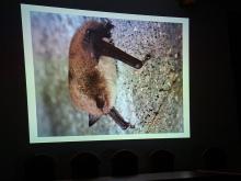 Poznaj nasze nietoperze