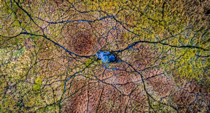 Jak neuronowa sieć fot. Ł. Gwiździel